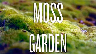 Growing a Moss Garden