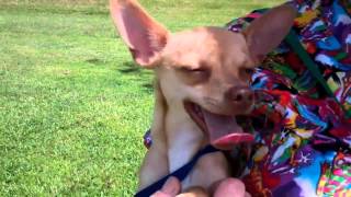 Osceola County FL Pets of the Week - Chihuahua Parade