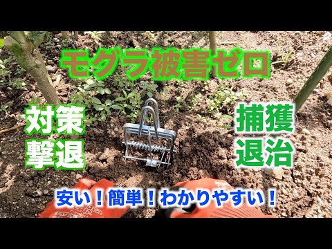 アルミホイル、白酢…庭からモグラを追い出すためのおばあちゃんの 8 つのヒント  庭園