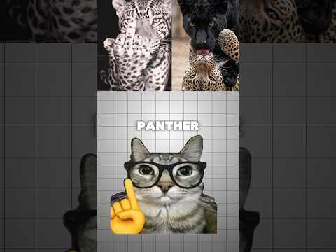 3 Big Cats You've Been Getting Wrong 😳