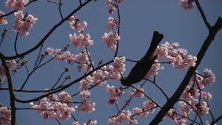 George Shearing - Amazona's Legend