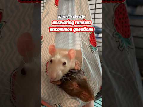 Answering Random Uncommon Questions About My Pet Rats