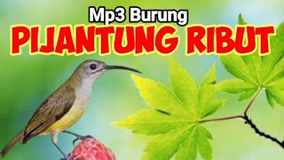 Download lagu SUARA PIKAT BURUNG PIJANTUNG RIBUT mp3