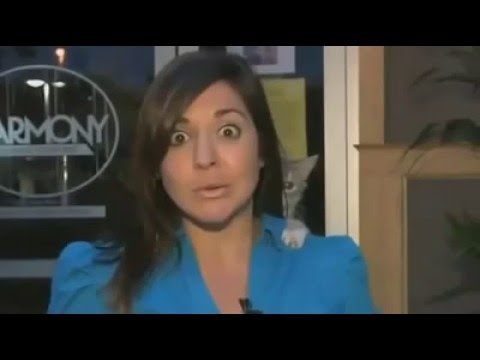 ▂ ▃ ▅ ▆ █ Caídas de Gatos y demás animales | Pa' Morirte de Risa Parte 1 █ ▆ ▅ ▃ ▂