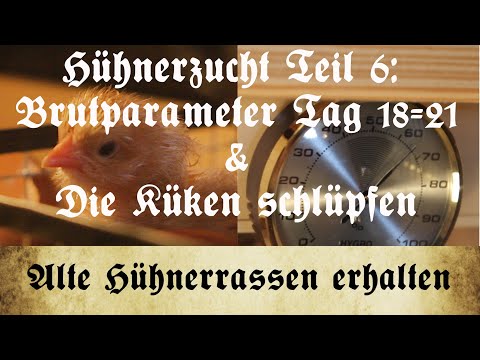 , title : 'Zucht alter Hühnerrassen - Teil 6: Brutparameter Tag 18-21 und Schlupf der Küken'
