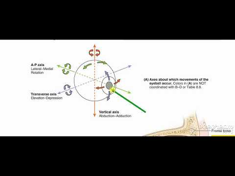 Extrinisic muscles action 4