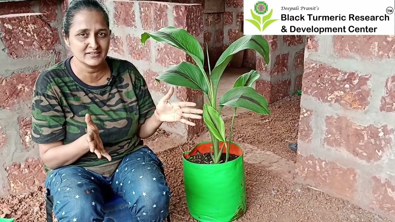 काळ्या हळदीच्या पूजेच्या रोपांची कुंडीत लागवड कशी कराल?