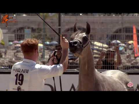 N 19 MADAMA MONISCIONE   2020 Menton Mediterranean and Arab Countries Arabian Horse Championship   Y