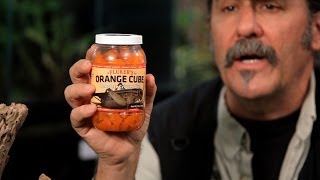 How to Feed Your Tarantula | Pet Tarantulas