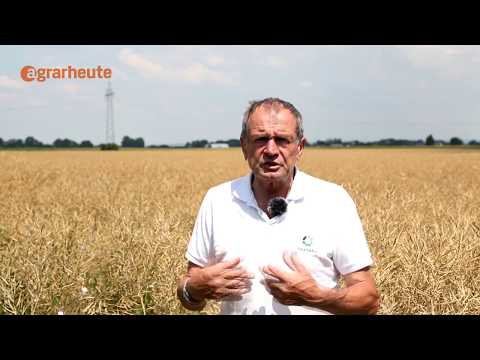 Rapsaussaat: Späte Aussaat begünstigt Pflanzenschutz