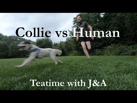 Collie vs Human - Racing the Dog + Sprint Workout
