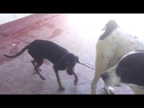 Pedro abbandonato in paese