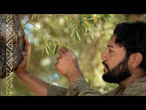 Jacob enseña la alegoría del olivo | Jacob 5