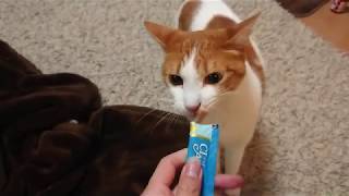 我が家のネコにちゅ～るをあげてみた　Feed the cat