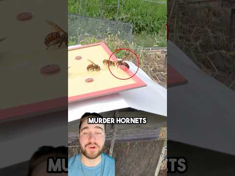 Murder Hornets Vs. The Wrong Beekeeper!