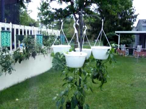 download lagu mp3 mp4 Hanging Herbs Upside Down, download lagu Hanging Herbs Upside Down gratis, unduh video klip Hanging Herbs Upside Down