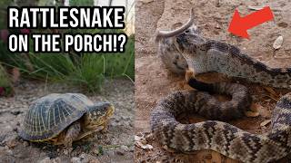 Rattlesnake Has Lunch on the Porch! Snakes, Porcupines, and More West Texas Wildlife!