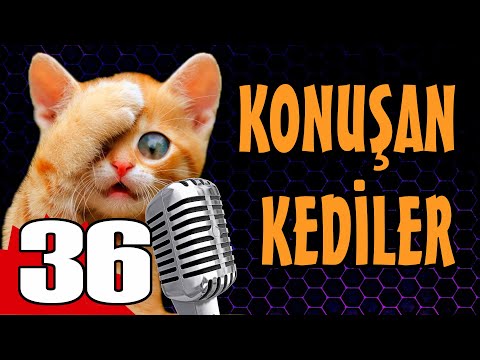 Konuşan Kediler 36 - En Komik Kedi Videoları