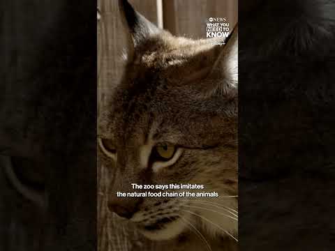 Danish zoo asks people to donate small pets as prey for animals