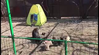 Video preview image #1 Cairn Terrier Puppy For Sale in Zarnesti, Brasov, Romainia