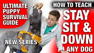 3 Easy Ways to Train Sit, Stay and Down to ANY Dog