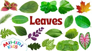100+ Leaves Names With Pictures - Learning For Children - Learn At Home