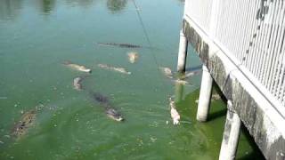 preview picture of video 'The Million year stone & Pattaya Crocodile farm.'