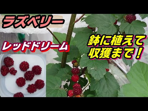 下のブラックベリー、レッドヤマウズラ 植物