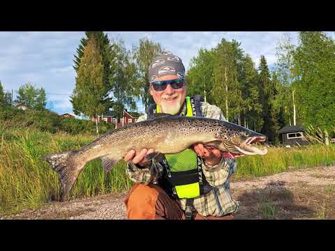 Kalastuselämys Oulujoella