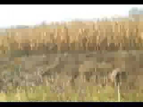 Rex Hunting in Culciu Mare