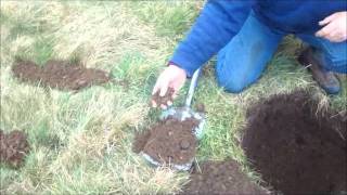 How to plant a plum tree