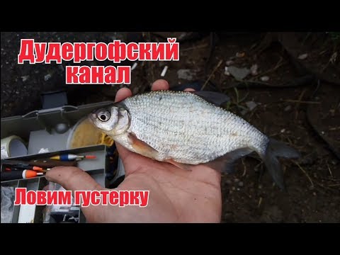 Ловим Густеру на Дудергофском канале (Дудике) Рыбалка на Финском Заливе