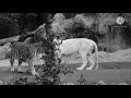 Animal Mating Tiger Mating