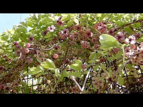 園芸 五葉あけび、チョコレート蔓