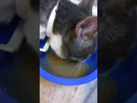 Cats Really can drink Gravy!?!?