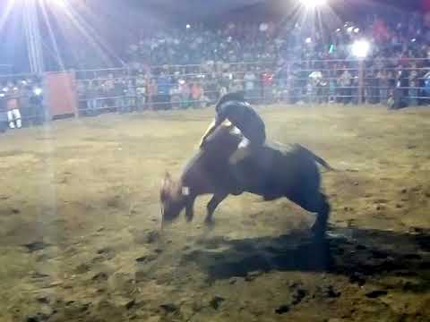 Rancho el milagro con su toraso el torbellino en la pitiona