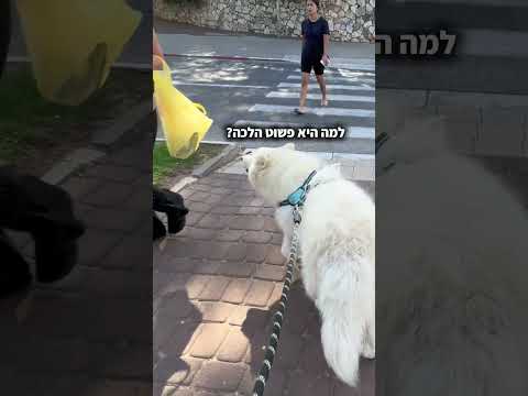האם הכלב שלי יזהה אותי ברחוב?👀🫣