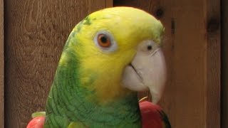 The Best Talking Parrot