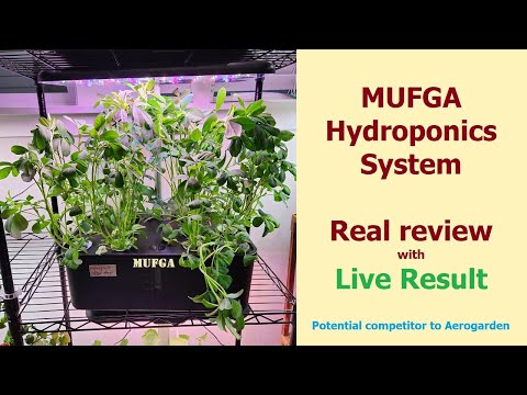 Fenugreek (Methi) in MUFGA Hydroponics System - A real review - Potential competetor for Aerogarden