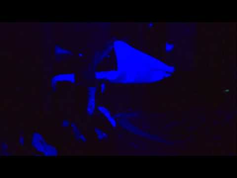 Sauna WM 2015 - Sauna-Aufguss Italienmeisterin Tanja Ennemoser