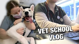 A DAY IN THE LIFE OF A VET STUDENT: primary health care rotation 🏥