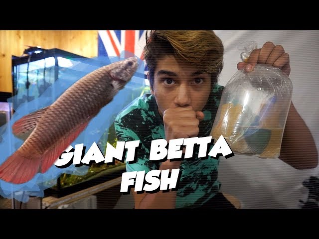 UNBOXING MY GIANT BETTA FISH!!