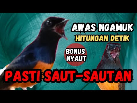 AWAS NGAMUK PARAH🔴PANCINGAN MURAI BATU GACOR AMPUH JADIKAN MURAI BATU AGAR NYAUT BUNYI
