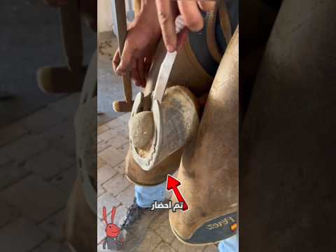 كان الحصان يعاني من ألام شديدة في رجله..! 🐎😬