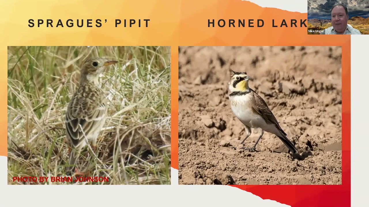 May Birder's Night - Winter Birding in SE Arizona