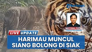 Harimau Sumatera Mendadak Muncul saat Mandor Subkon PT BSP Melintas di Taman Nasional Zamrud