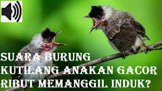 Download lagu suara burung kutilang anakan gacor ribut seperti memanggil induknya mp3 Download lagu suara burung kutilang anakan gacor ribut seperti memanggil induknya mp3