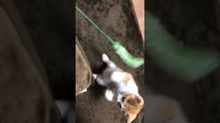 荒ぶるぬこ