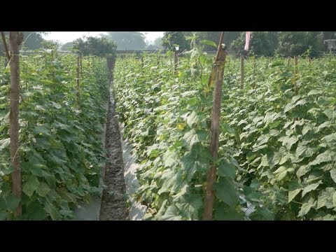 download lagu mp3 mp4 Field Cucumber, download lagu Field Cucumber gratis, unduh video klip Field Cucumber