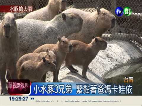 水豚寶寶胖嘟嘟 可愛破表超吸睛